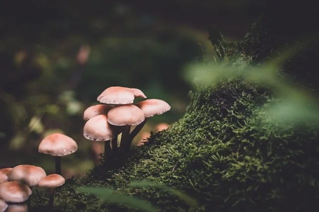 The Role of Mycelium in Permaculture: More Than Just Mushrooms