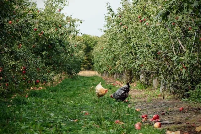 How to Enjoy a Flourishing Food Forest While Your Trees Are Still Growing