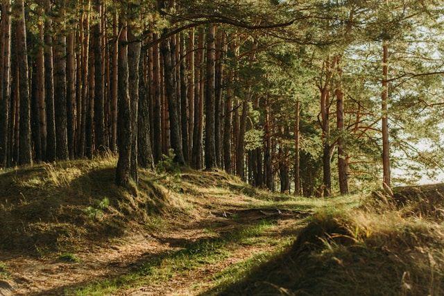 Forest Bathing Is It Worth The Hype?